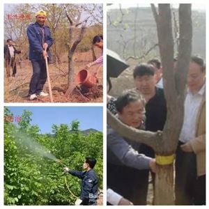 核桃管理工作周年历