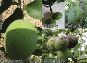 五月份核桃园管理