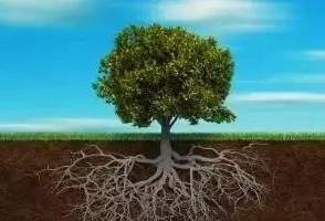 果树根系一年四季的生长情况
