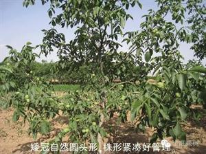 核桃十月带叶修剪技术