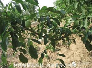 核桃十月带叶修剪技术
