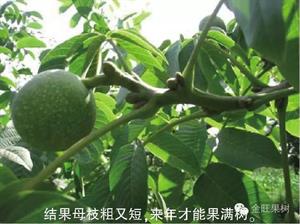 核桃十月带叶修剪技术