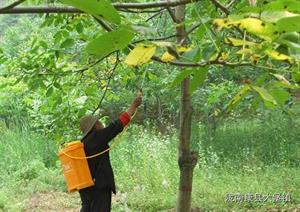 核桃树管理守则