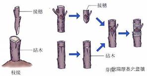 核桃树管理守则