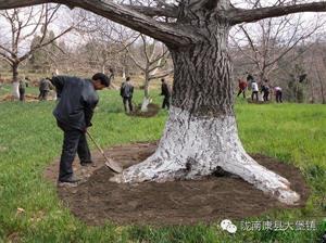 核桃树管理守则