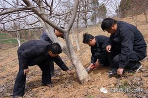 核桃树管理守则