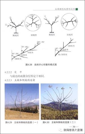 核桃树管理守则