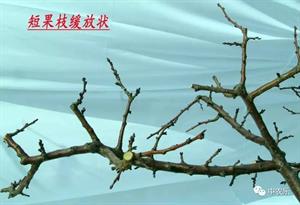 杏树冬季修剪技术
