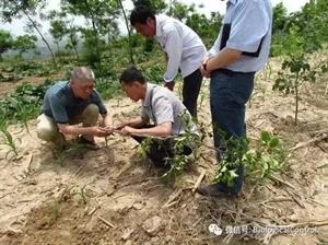 果树抗旱栽培技术(1)