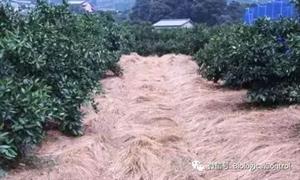 果树抗旱栽培技术(1)