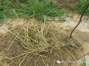 果树抗旱栽培技术(2)