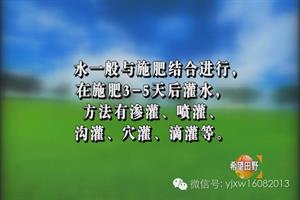 核桃树夏季管理