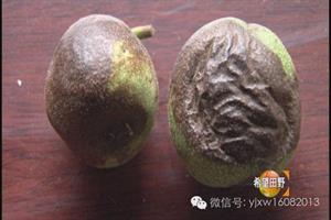 核桃树夏季管理