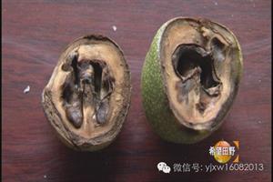 核桃树夏季管理