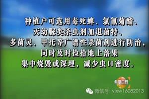 核桃树夏季管理