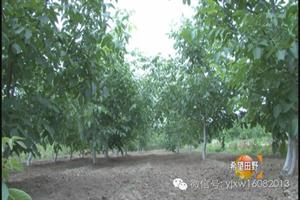 核桃树夏季管理