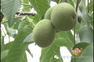 核桃树夏季管理