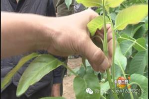 核桃树夏季管理