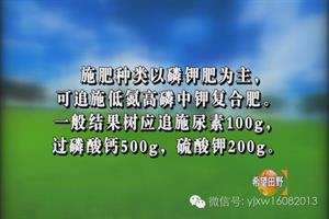 核桃树夏季管理