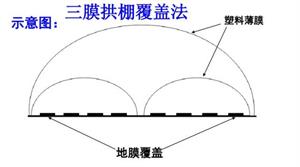 马铃薯高产资料整理