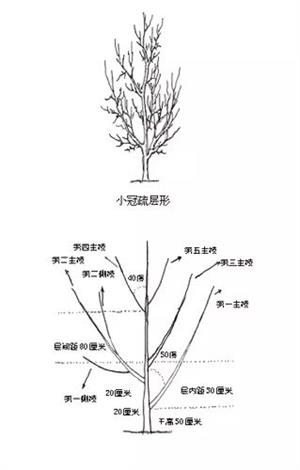 香玲核桃高产技术及科学管理