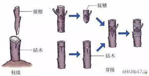 香玲核桃高产技术及科学管理