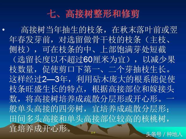 核桃整形修剪技术图解