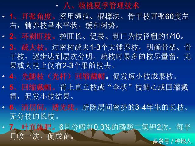 核桃整形修剪技术图解