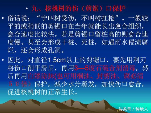 核桃整形修剪技术图解