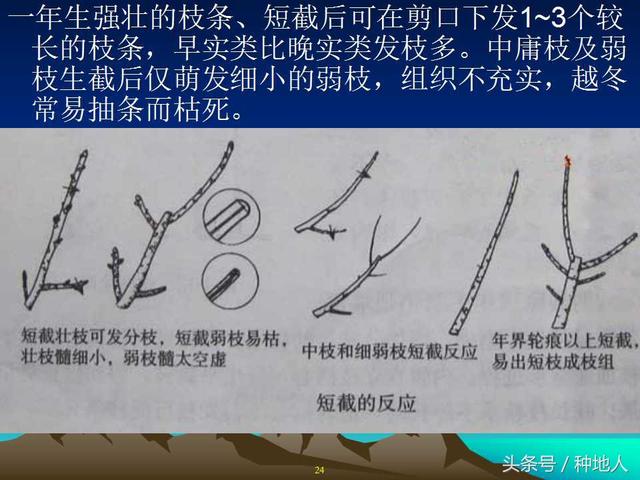 核桃整形修剪技术图解