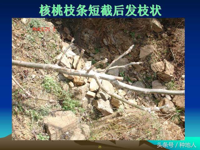 核桃整形修剪技术图解