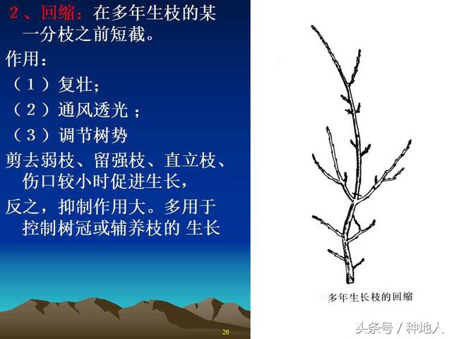 核桃整形修剪技术图解