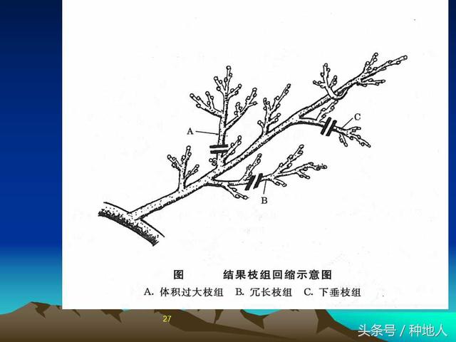 核桃整形修剪技术图解