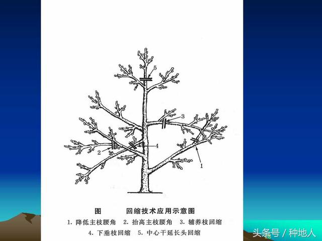 核桃整形修剪技术图解