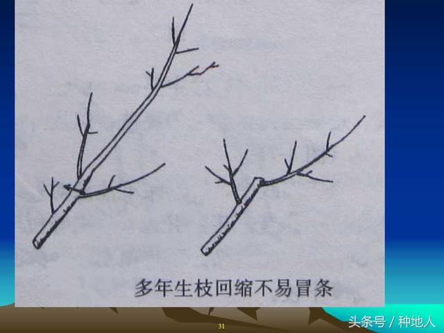 核桃整形修剪技术图解