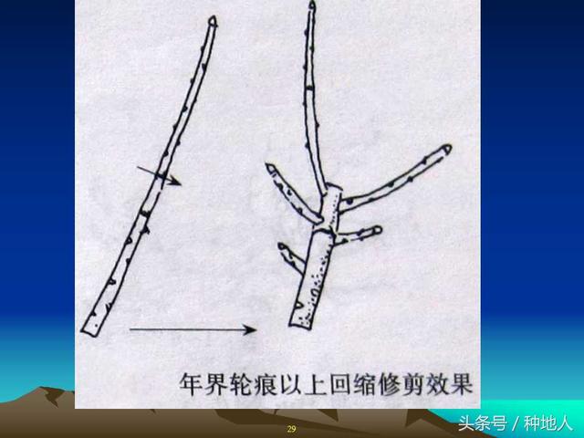 核桃整形修剪技术图解