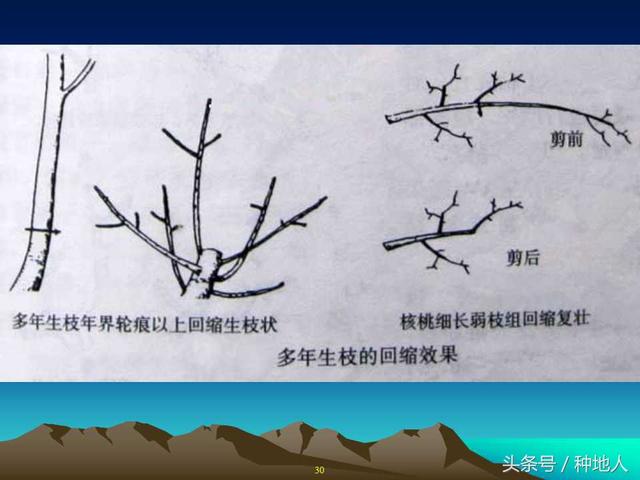 核桃整形修剪技术图解