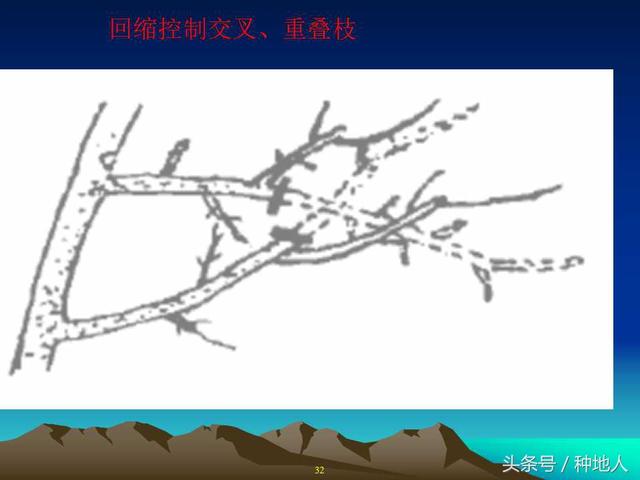 核桃整形修剪技术图解