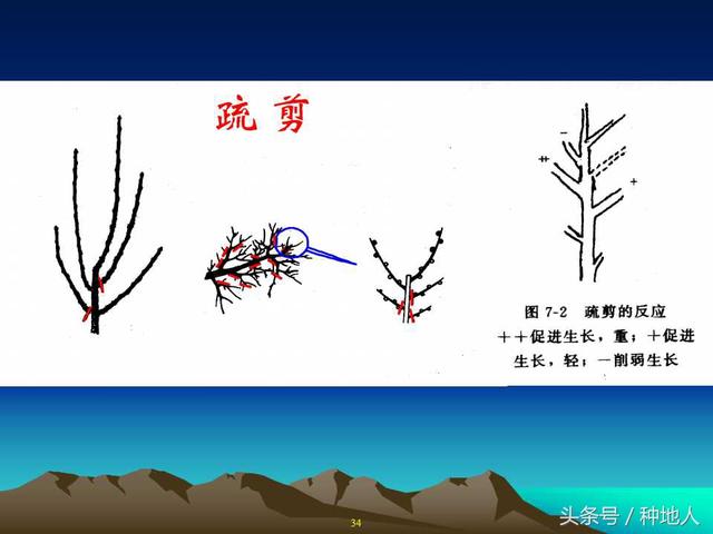 核桃整形修剪技术图解