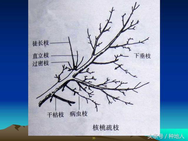 核桃整形修剪技术图解