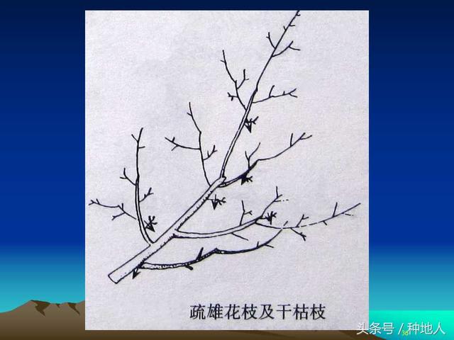 核桃整形修剪技术图解