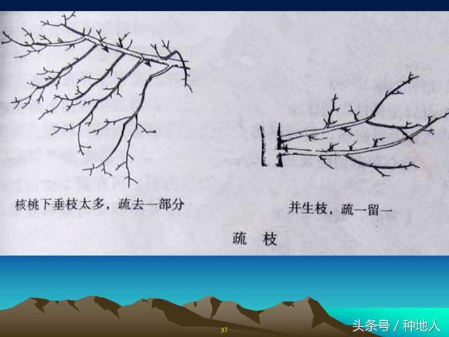 核桃整形修剪技术图解