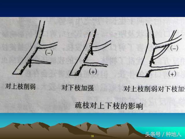 核桃整形修剪技术图解