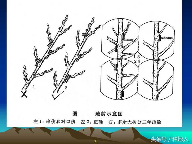 核桃整形修剪技术图解