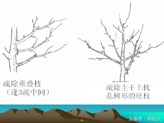 核桃整形修剪技术图解