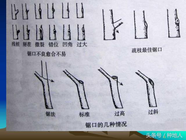 核桃整形修剪技术图解