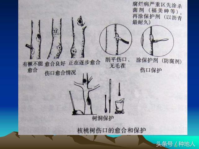 核桃整形修剪技术图解