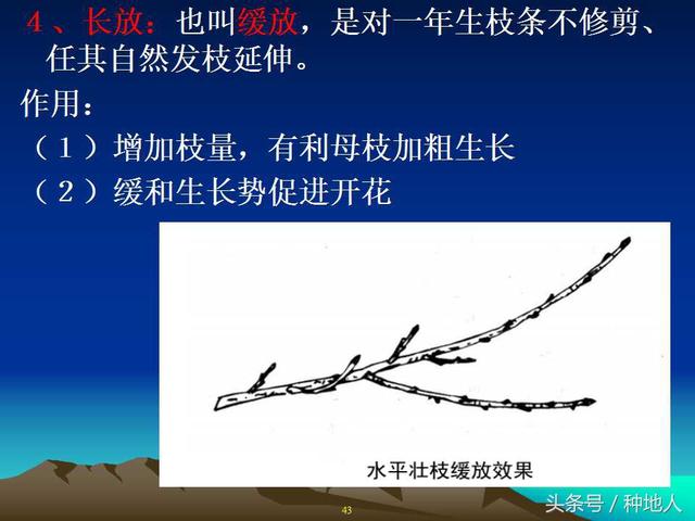 核桃整形修剪技术图解