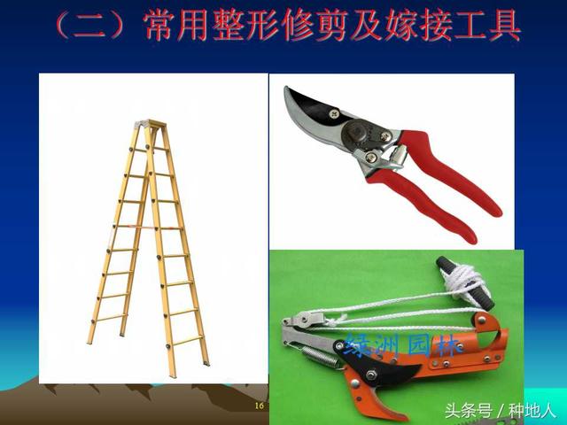核桃整形修剪技术图解