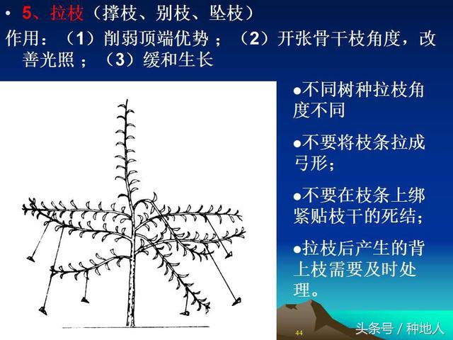 核桃整形修剪技术图解
